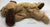 ty Beanie Baby Dog - No Tag