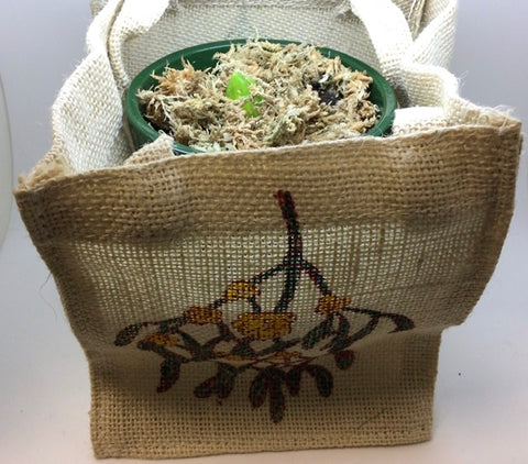 Christmas Mistletoe Canvas Bag with Hyacinth