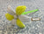 Artistic Flowers - Daisy Shape