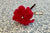 Artistic Flowers - Composite