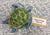 Mrs Potts Place Ceramics - Gifts Various