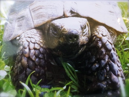 Tortoise Greeting Card - Size H 15cm x W 10.5cm