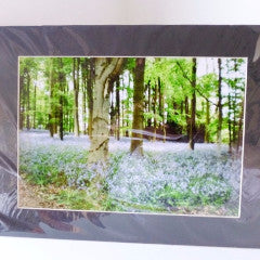 Bluebell Wood